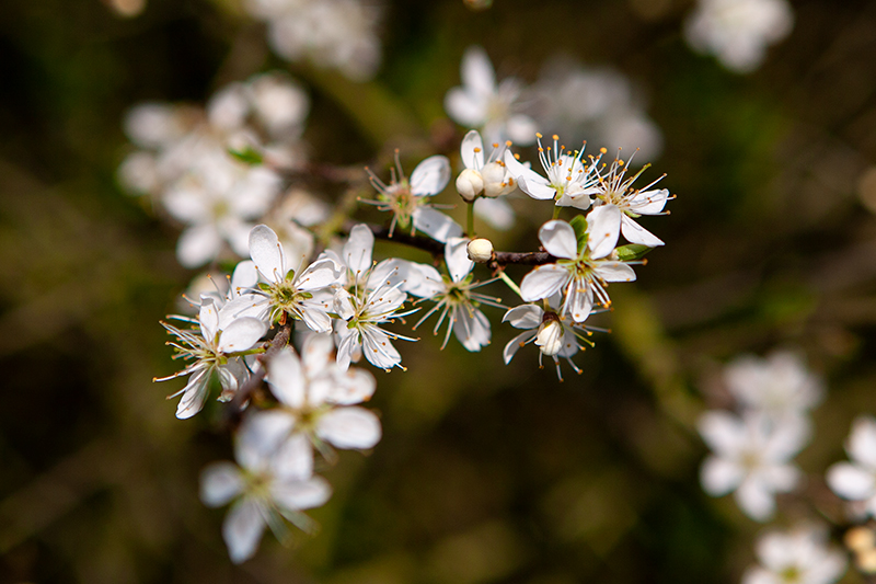 May blossoms