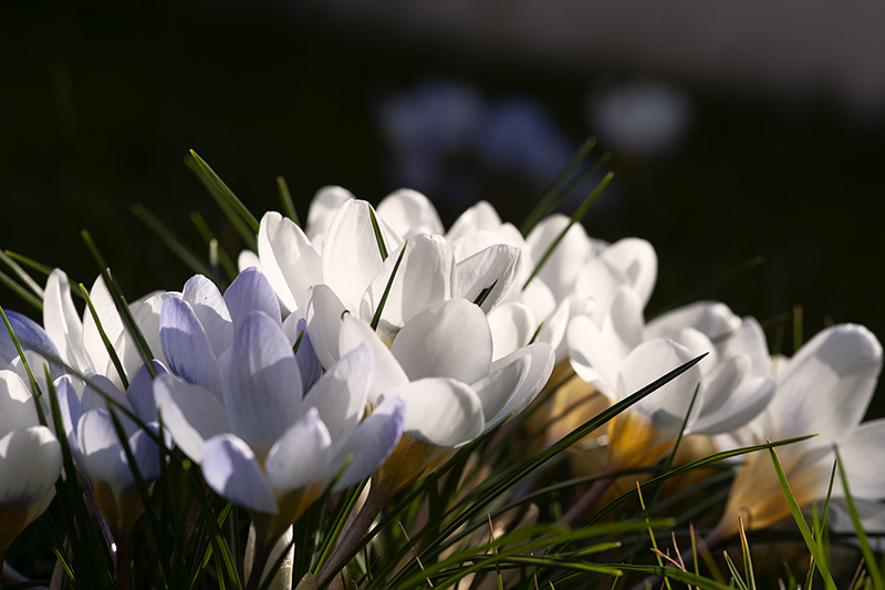 Crocuses as the messengers of spring