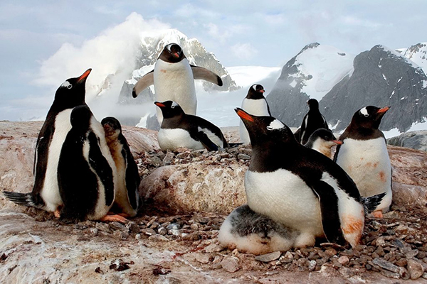 Earth day, including penguins