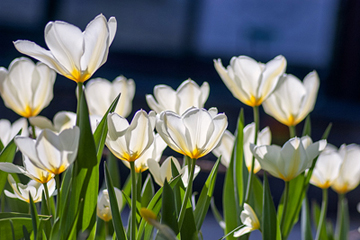 Spring, as felt by Vivaldi, probably.